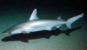 Bonnethead shark in the Gulf of Mexico