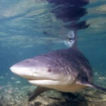 Bull shark in the Gulf of Mexico