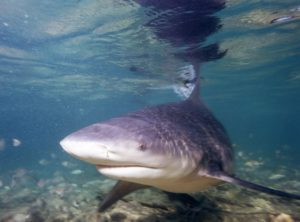 Bull shark in the Gulf of Mexico