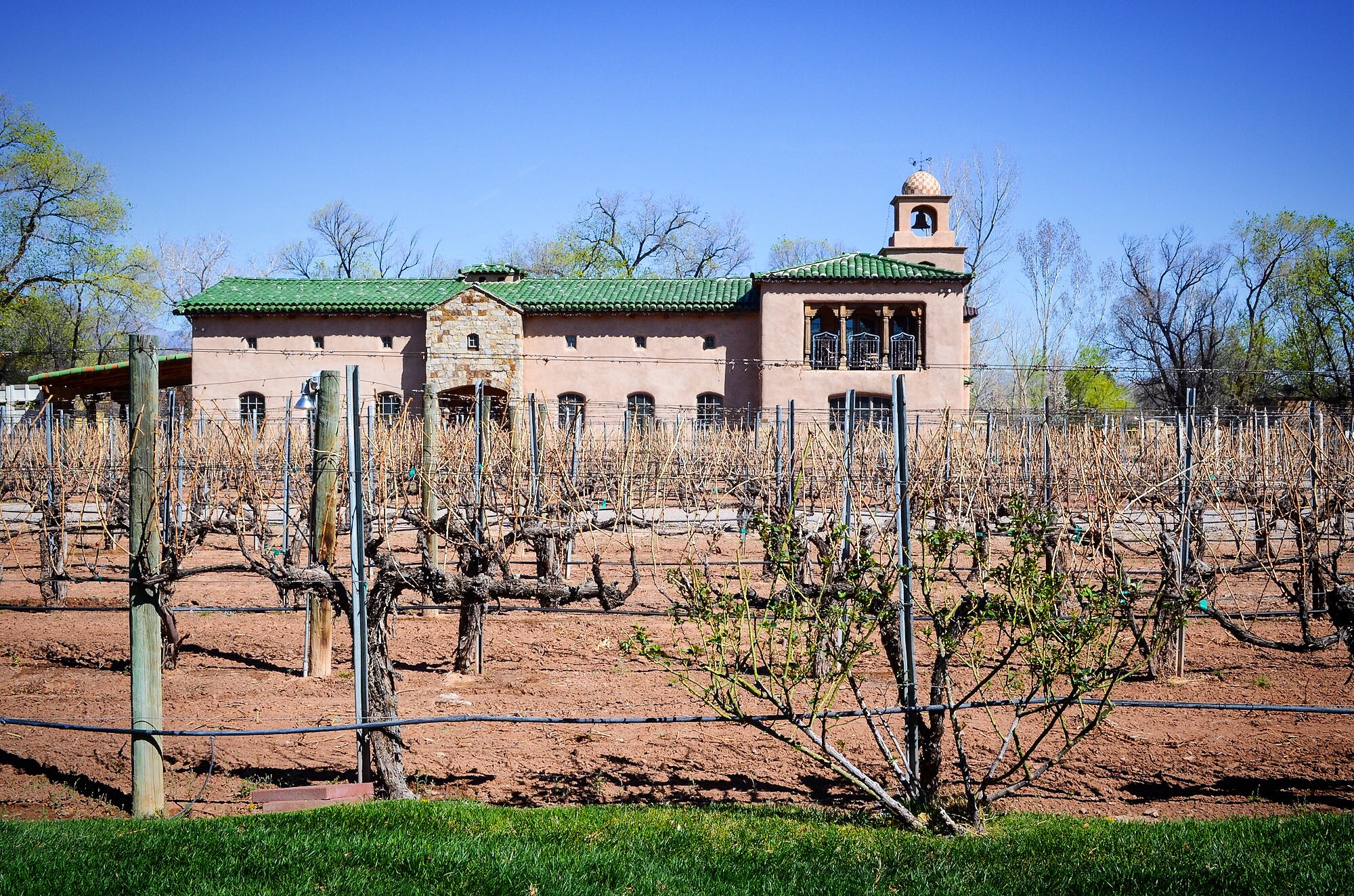 Casa Rondeña vineyard