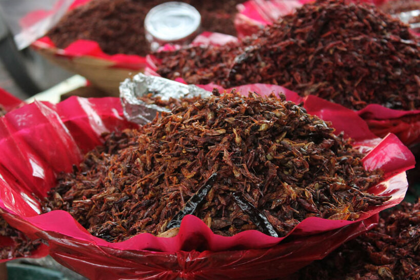 Chapulines, grasshoppers toasted and seasoned with chili powder, lime juice and salt, Oaxaca