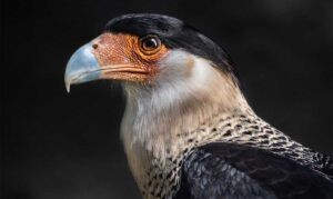 An eagle with a snake in its beak on top of a cactus, the central emblem of the Mexican flag, symbolizing national pride and Aztec heritage