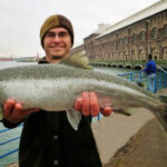 Coho Salmon, Oncorhynchus kisutch