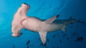 Hammerhead shark in the Gulf of Mexico
