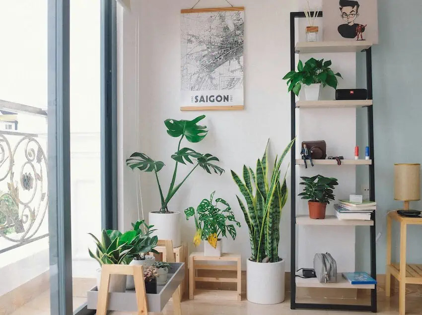 Houseplants can help purify the air in your home and make a difference in your respiratory health. (Huy Phan/Unsplash)