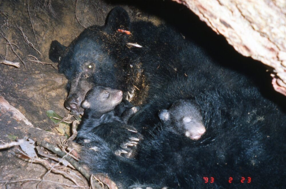 A mother black bear in hibernation with her two cubs in a den, showing the warmth and protection bears need during winter.