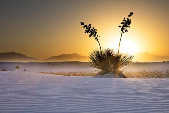 Close-up of the gypsum sand at White Sands National Park, illustrating the crystalline structure and reflective properties that give the dunes their white color.