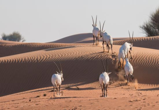 An African Oryx grazing on vegetation amidst the white gypsum dunes at White Sands National Park, illustrating the unique wildlife found in the park.