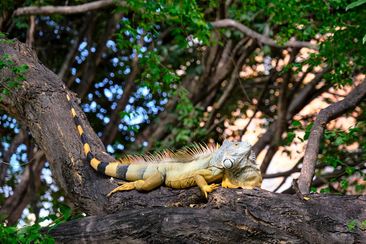 Green Iguana in Puerto Vallarta, Mexico