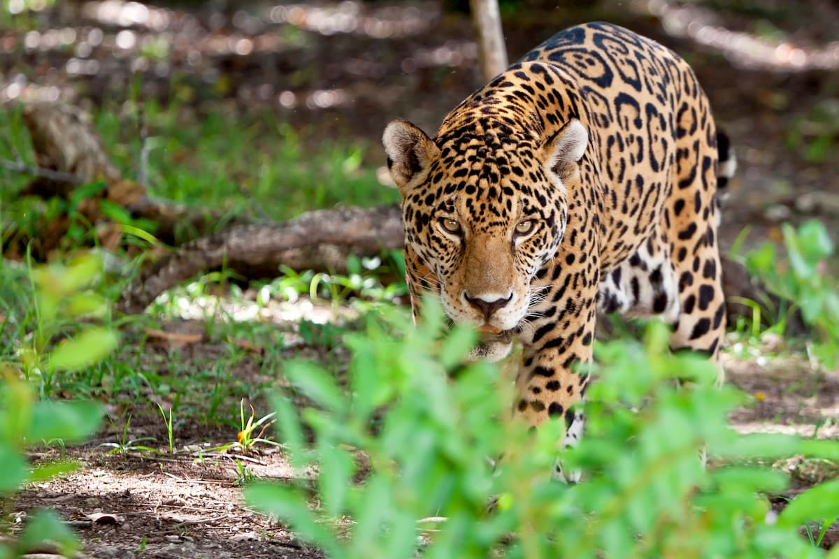 Jaguar in Mexican Habitat