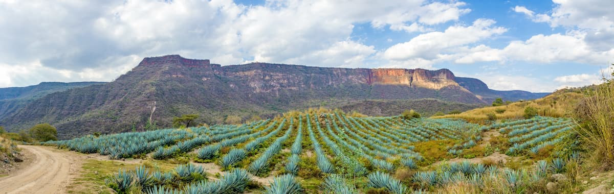 Agave Fields in Jalisco, Mexico
