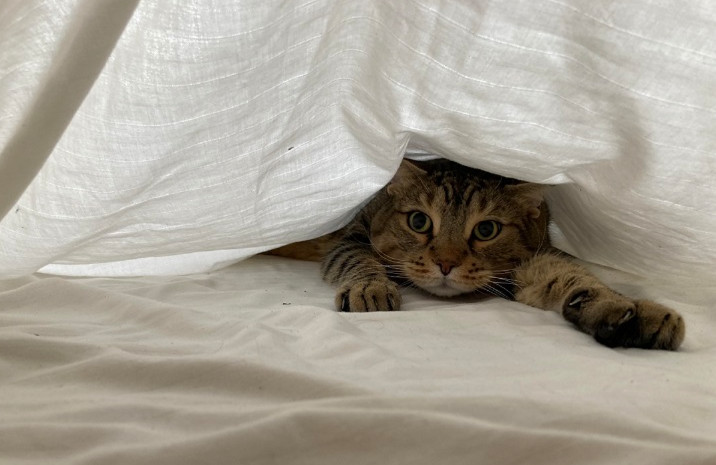 Cat in Sheets