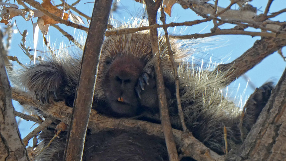 North American Porcupine, Erethizon dorsatum, Rio Grande Bosque, Albuquerque, New Mexico resting on a tree branch