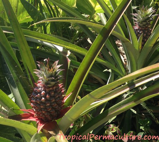 Smooth Cayenne pineapple growing in Veracruz, Mexico