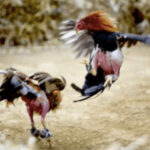 Cockfighting in Mexico, where it has been a controversial tradition