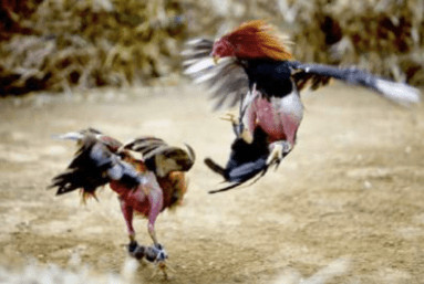 Cockfighting in Mexico, where it has been a controversial tradition