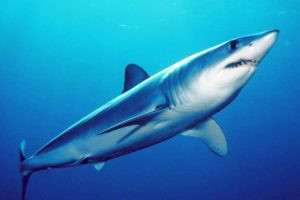 Shortfin mako shark in the Gulf of Mexico