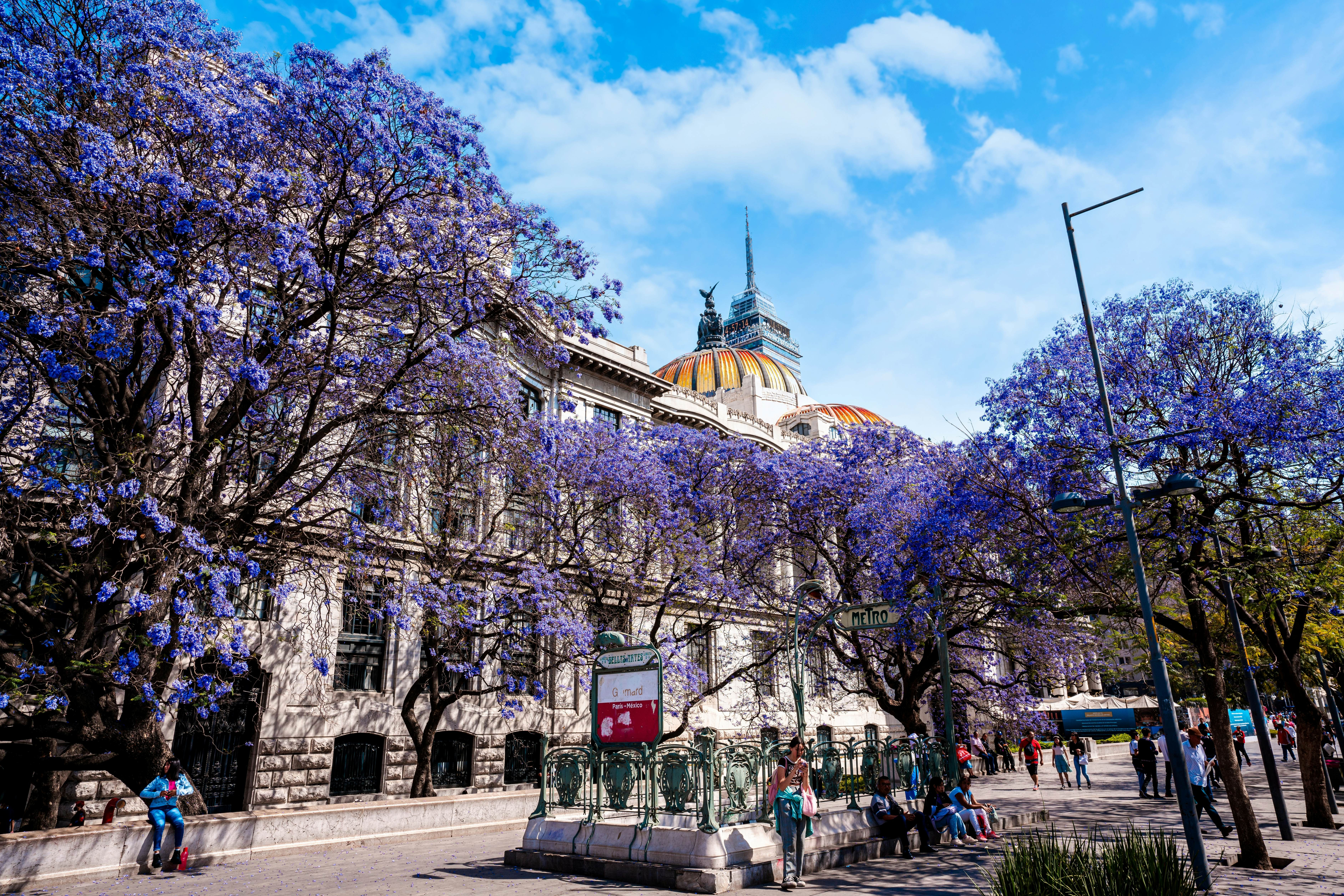 People standing and walking along a street lined with vibrant purple jacaranda trees in Mexico City