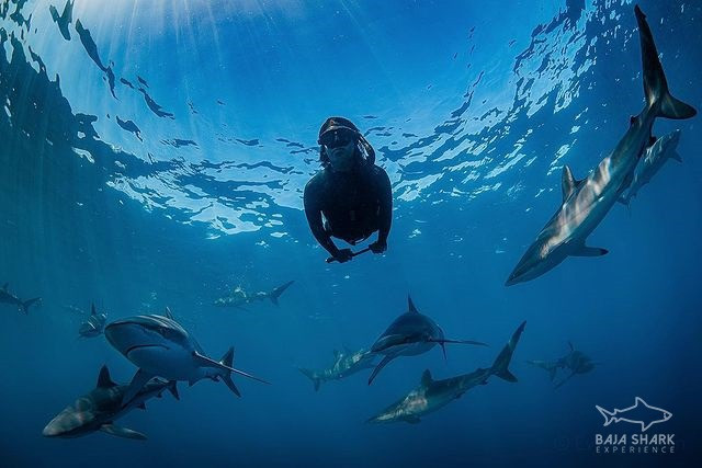 Swimming with Whale Shark