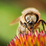 Bees pollinating flowers in Mexico