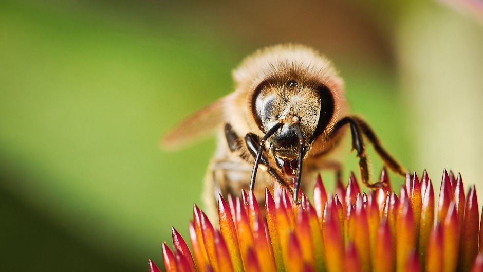 Bees pollinating flowers in Mexico