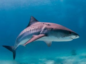 Tiger shark in the Gulf of Mexico