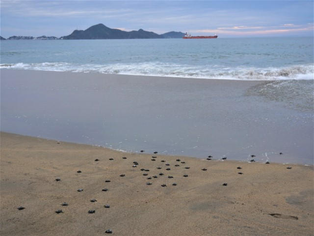 Turtle release Manzanillo Mexico