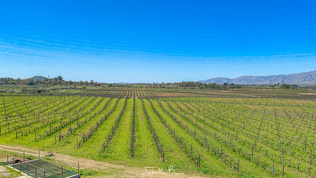 Valle de guadalupe field