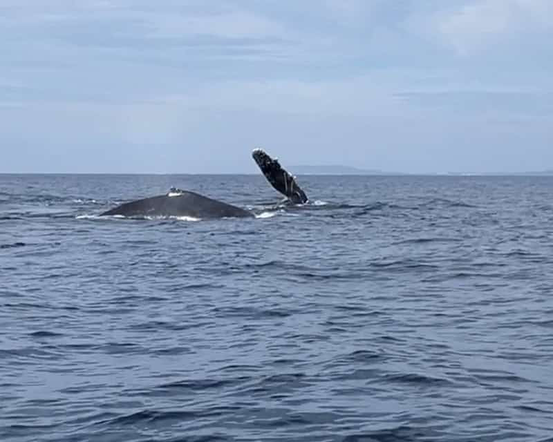 Whale season in Puerto Vallarta with a breaching whale