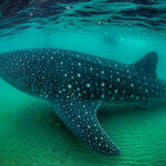 Whale Shark Cabo San Lucas