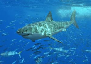 Great white shark in the Gulf of Mexico