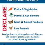 CBP agricultural specialists inspecting baggage to prevent invasive pests