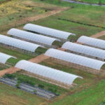 Cannabis plants growing on a family farm in the United States