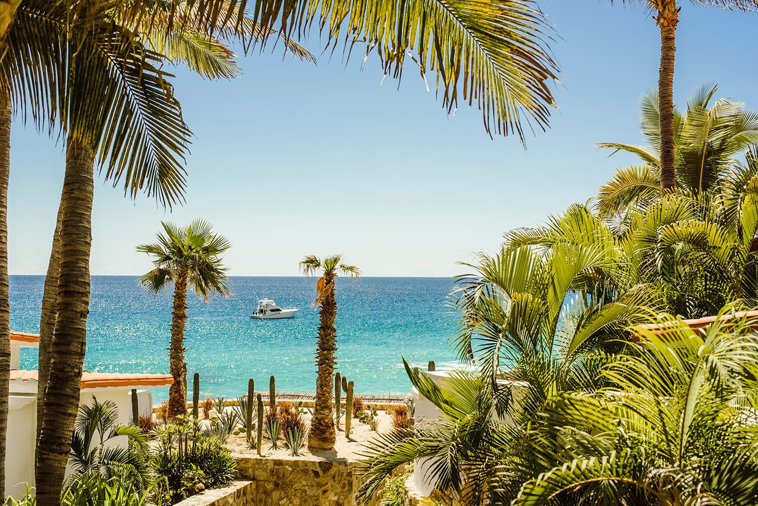 Palm Trees and Ocean in Los Cabos