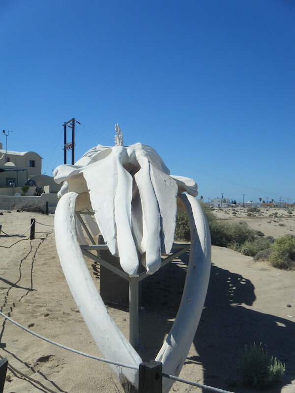 CEDO in Rocky Point