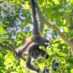 Central American Spider Monkey in Puerto Morelos Botanic Gardens