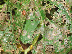 Nasty beetles eating everything.