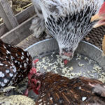 Chickens pecking at rice in a metal pan, indicating they enjoy it