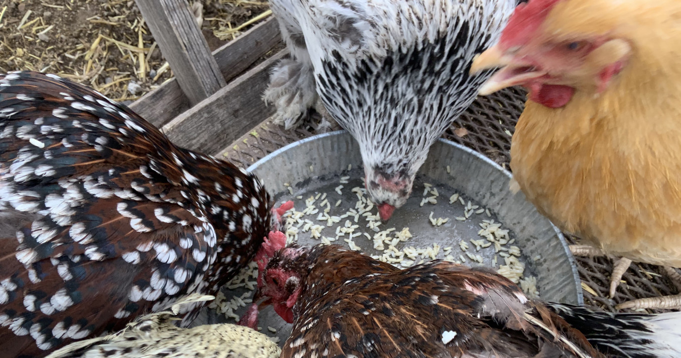 Chickens pecking at rice in a metal pan, indicating they enjoy it
