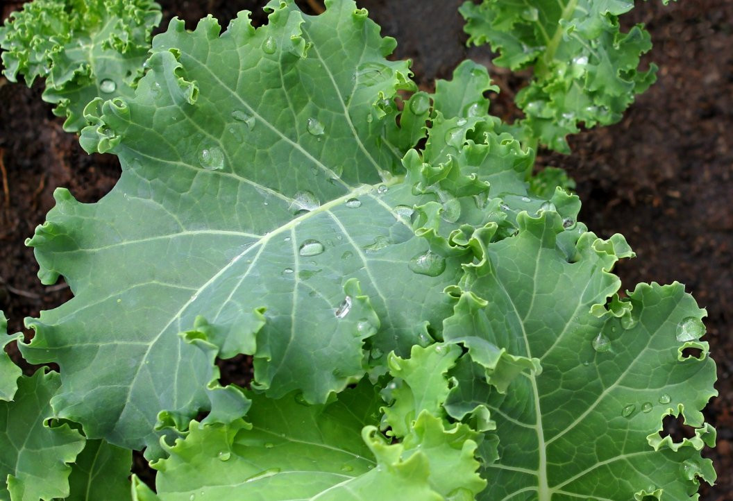 Kale growing in a garden