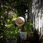 Man with cannabis plants