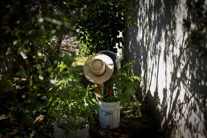 Man with cannabis plants