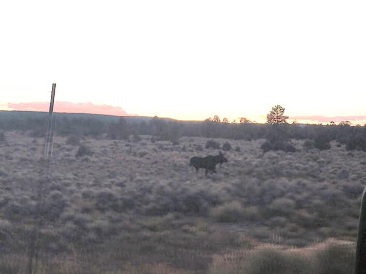 NMDG&amp;F Conservation Officer Keith Haws spotted this moose near Tres Piedras Friday afternoon showcasing a rare sighting in New Mexico