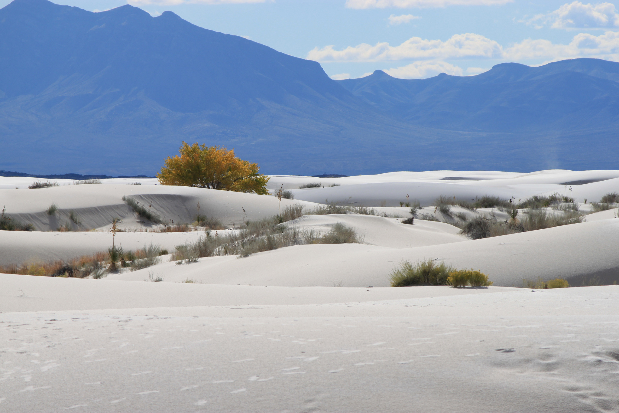 A lone tree standing tall amidst rolling white sand dunes, with mountains framing the horizon under a clear blue sky in White Sands National Park, New Mexico.