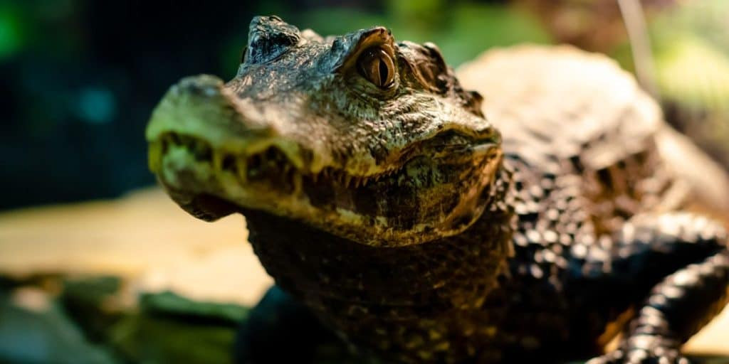 Spectacled Caiman in Mexico
