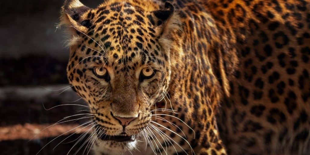 Jaguars in Mexico