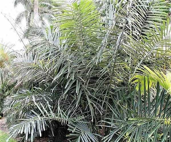 Dwarf Sugar Palm Tree