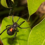 Black Widow Spider: Identifying marks and habitat