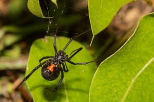 Black Widow Spider: Identifying marks and habitat