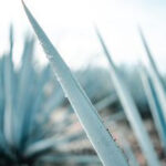 Blue agave plants in Jalisco, Mexico, used for tequila production